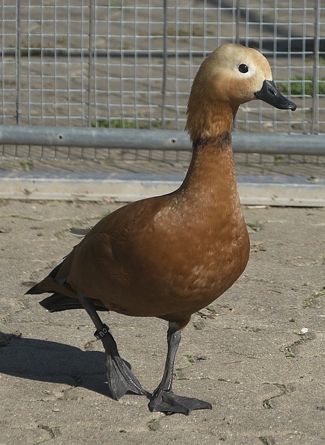 术著称